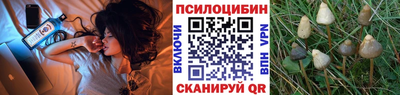 где найти наркотики  Бирюсинск  Псилоцибиновые грибы Cubensis 